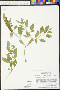 Physalis virginiana image