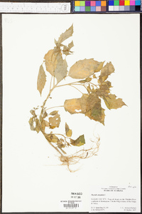 Physalis angulata image