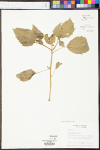 Physalis angulata image