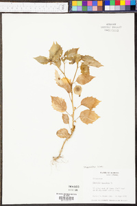 Physalis angulata image