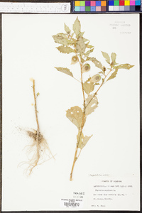 Physalis angulata image