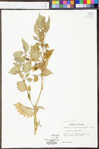 Physalis angulata image