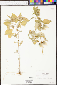 Physalis angulata image