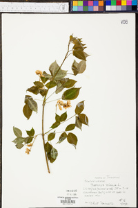 Staphylea trifolia image