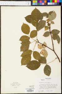 Staphylea trifolia image