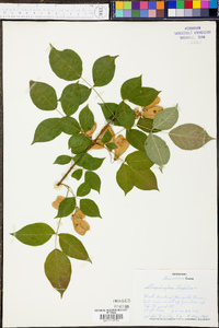 Staphylea trifolia image