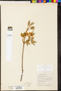 Staphylea trifolia image