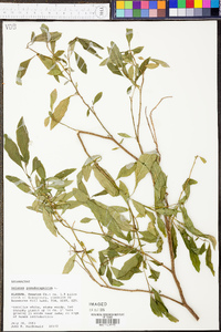 Solanum pseudocapsicum image