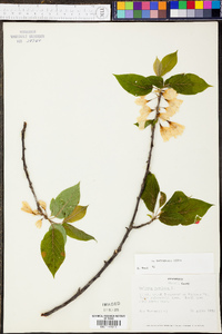 Halesia carolina image