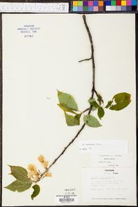 Halesia carolina image