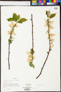 Halesia carolina image