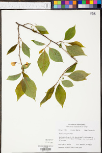 Halesia carolina image