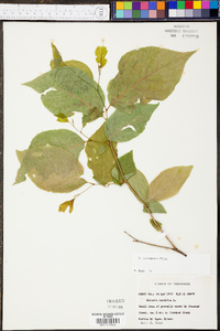 Halesia carolina image