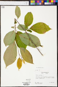 Halesia carolina image