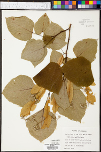 Tilia heterophylla image