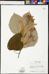 Tilia heterophylla image