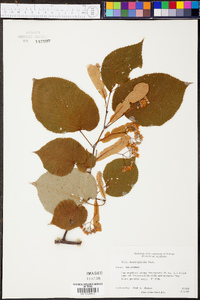 Tilia heterophylla image