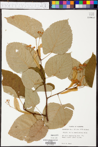 Tilia heterophylla image