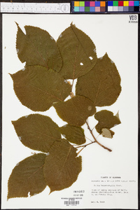 Tilia heterophylla image