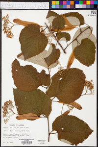 Tilia heterophylla image