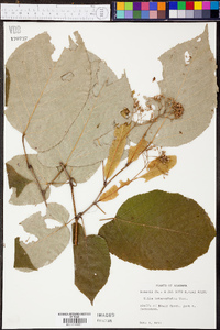 Tilia heterophylla image