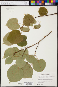 Tilia heterophylla image