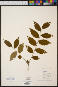 Ulmus alata image