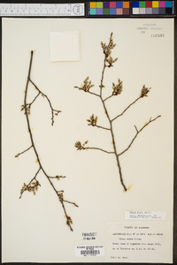 Ulmus alata image