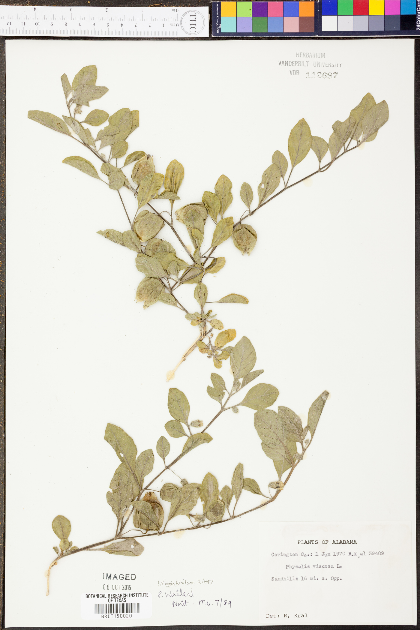 Physalis walteri image