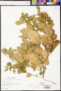 Physalis walteri image