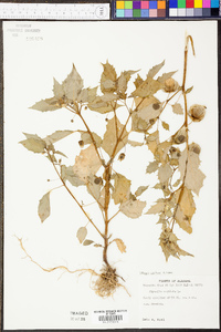 Physalis angulata image