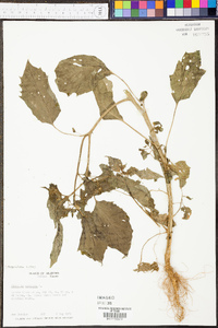 Physalis angulata image