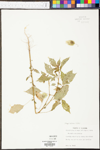 Physalis angulata image