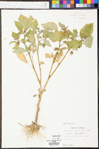 Physalis angulata image