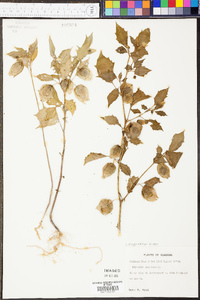 Physalis angulata image