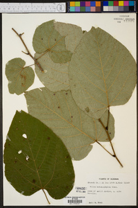 Tilia heterophylla image