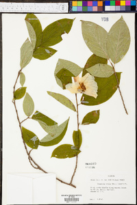 Stewartia ovata image