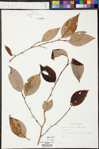 Stewartia ovata image