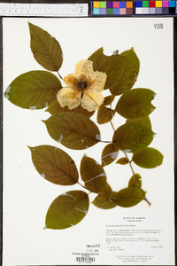 Stewartia ovata image