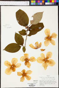 Stewartia ovata image