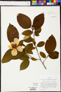 Stewartia ovata image