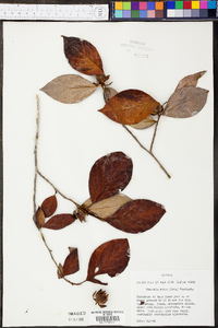 Stewartia ovata image