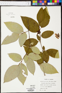 Stewartia ovata image