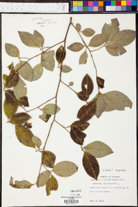 Stewartia ovata image