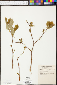 Dirca palustris image