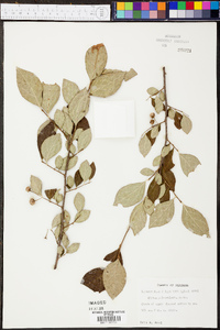 Styrax americanus image