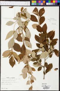 Styrax americanus var. pulverulentus image