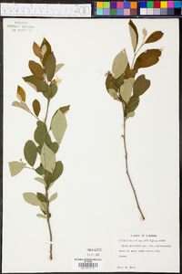 Styrax americanus var. pulverulentus image