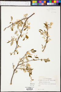 Styrax americanus image