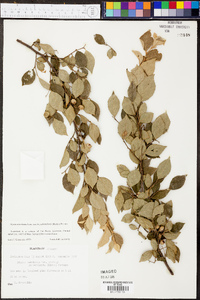 Styrax americanus image